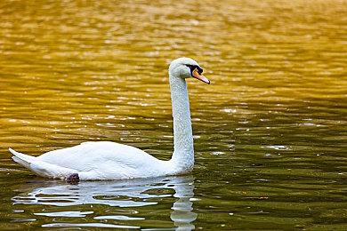 类肉鸽桌面游戏《壁垒圣卫》上架Steam 支持官方简中